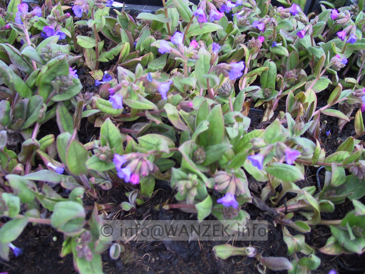 Pulmonaria angustifolia Azurea 03.JPG